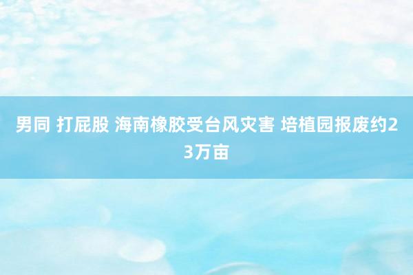 男同 打屁股 海南橡胶受台风灾害 培植园报废约23万亩