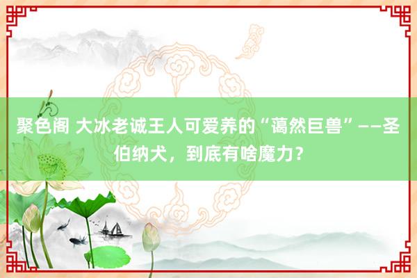 聚色阁 大冰老诚王人可爱养的“蔼然巨兽”——圣伯纳犬，到底有啥魔力？